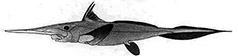 Rhinochimaera atlántica_dibujo.jpg
